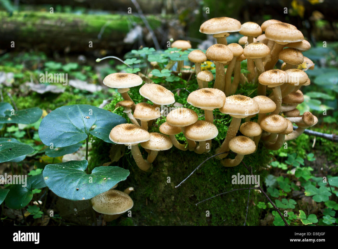 Mushrooms growing on tree stump hires stock photography and images Alamy