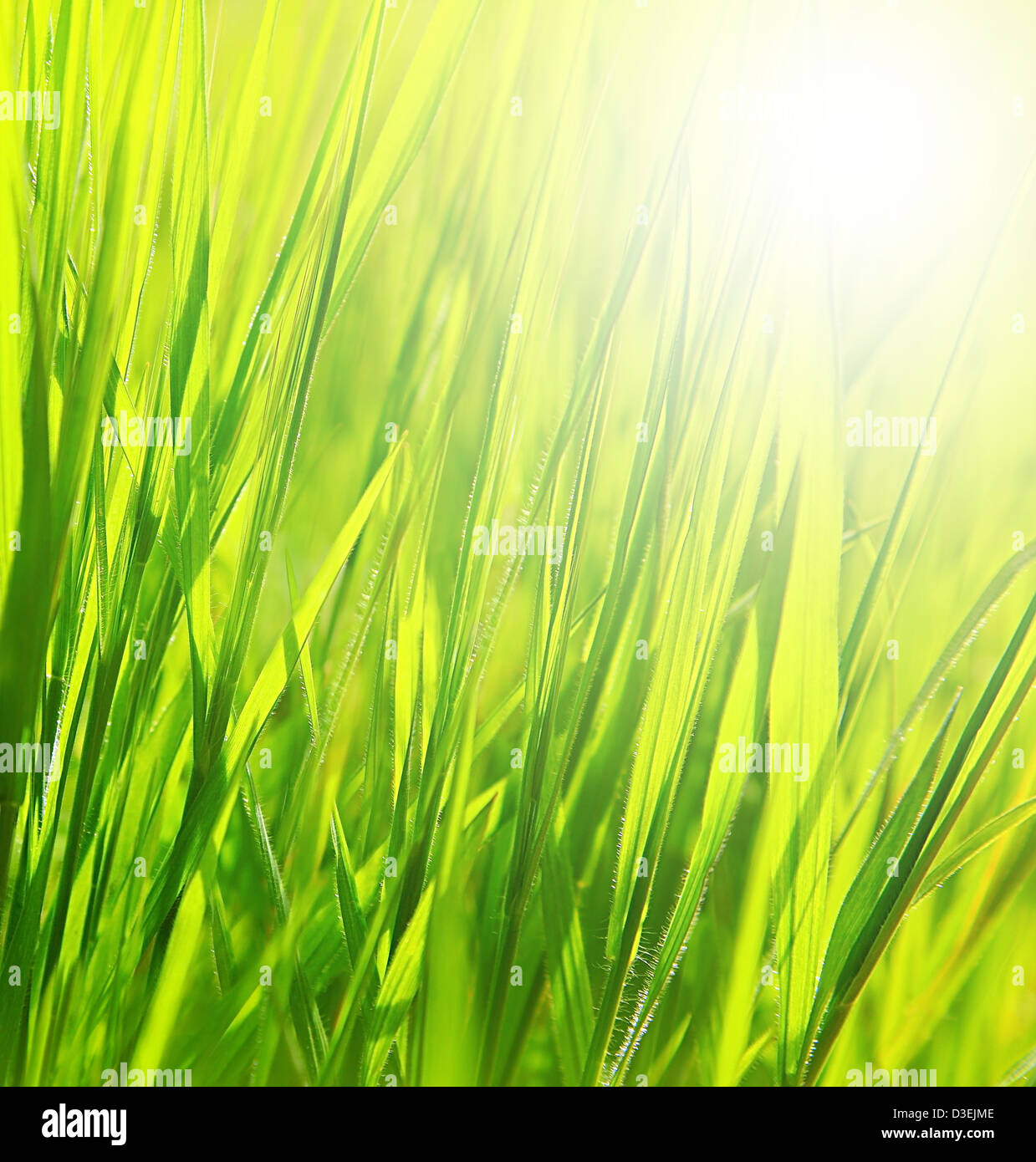 Image of fresh green grass background, spring nature, grassy border with  bright yellow sun light, abstract natural backdrop Stock Photo - Alamy