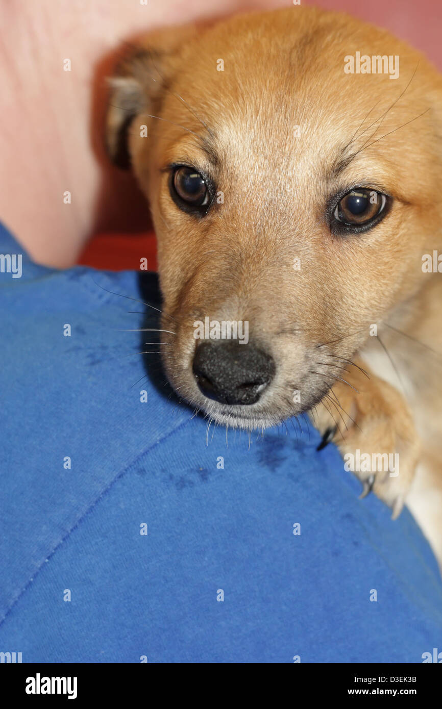 Dog Overlooking the Camera over the Shoulder of Animal Shelter Volunteer Stock Photo