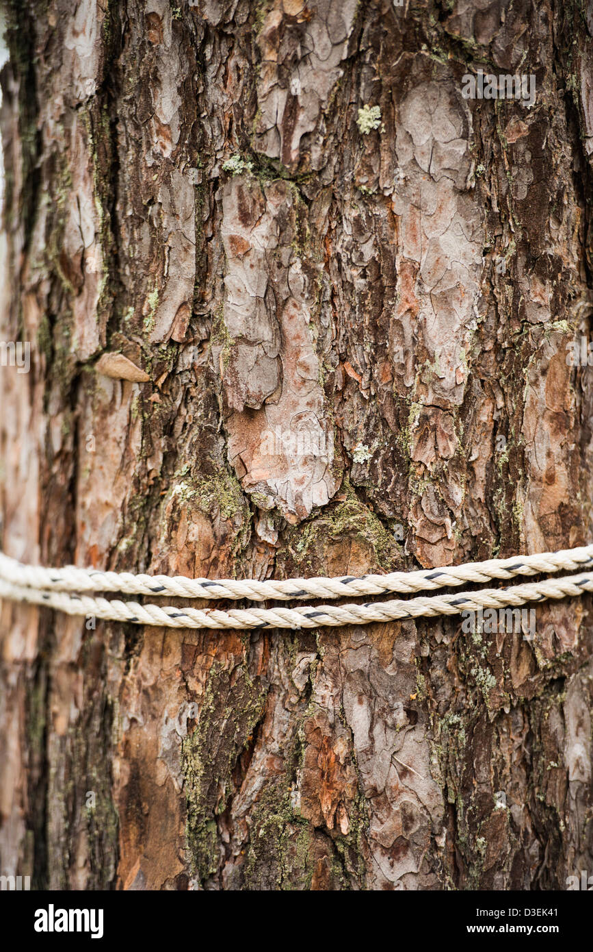Closeup of fir tree with rope tied around the trunk Stock Photo