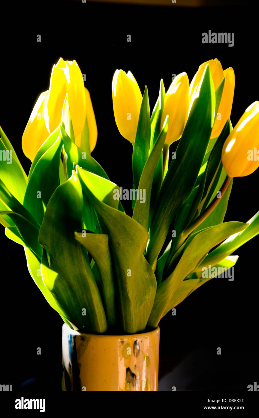 Yellow tulips in a vase Genus Tulipa family Liliaceae Stock Photo Alamy