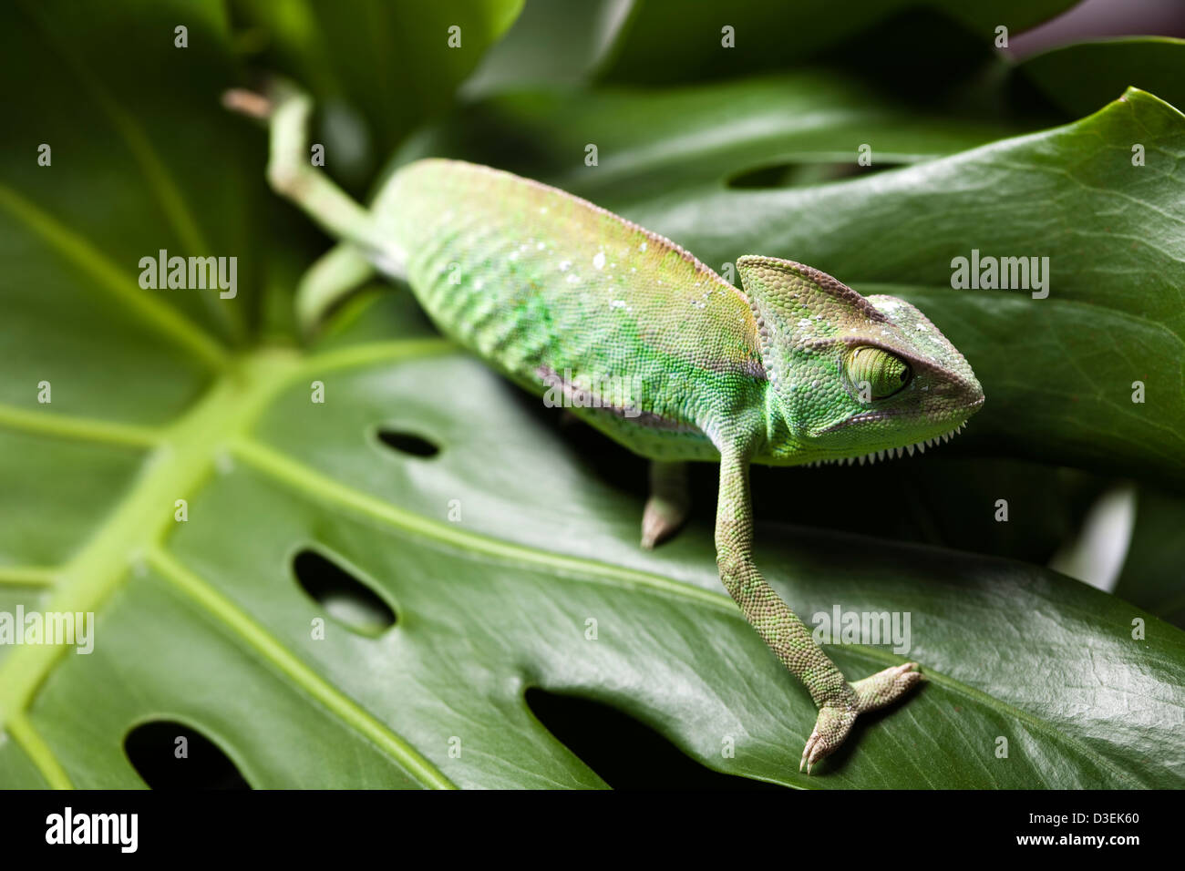 Chameleon on flower Stock Photo