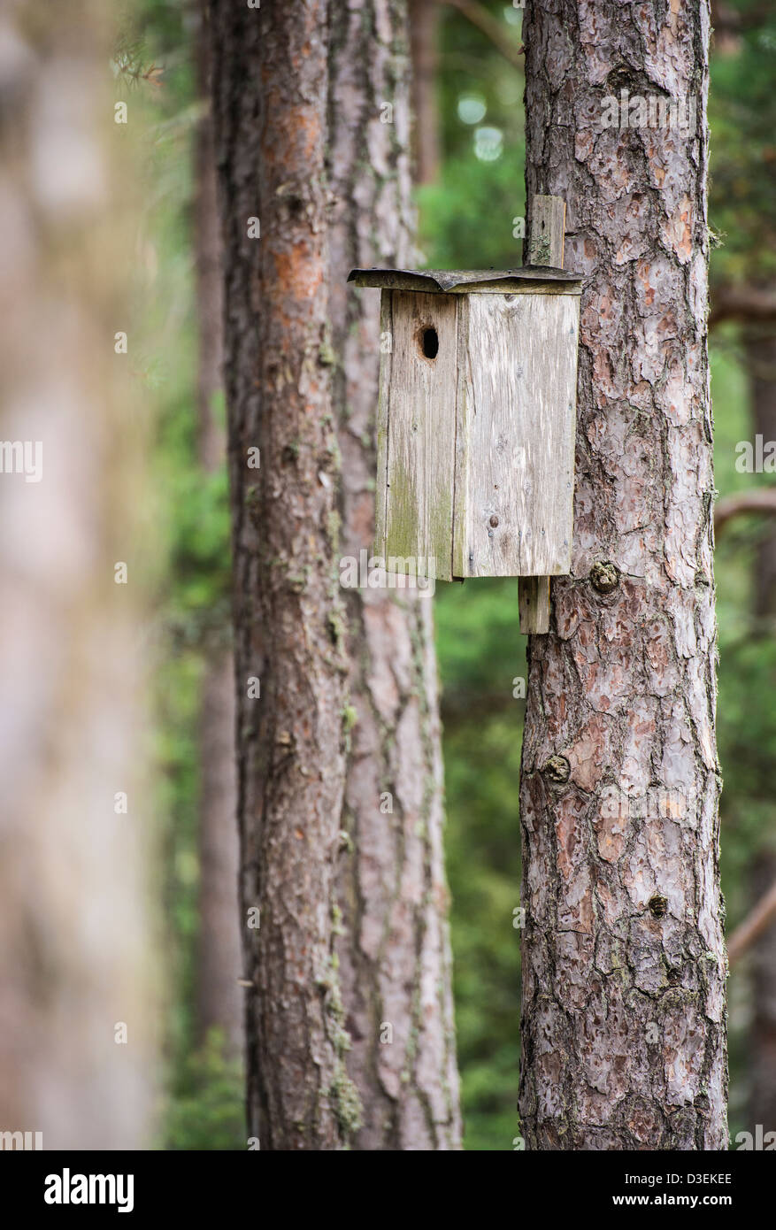Wooden birdhouse on pine tree trunk in forest Stock Photo