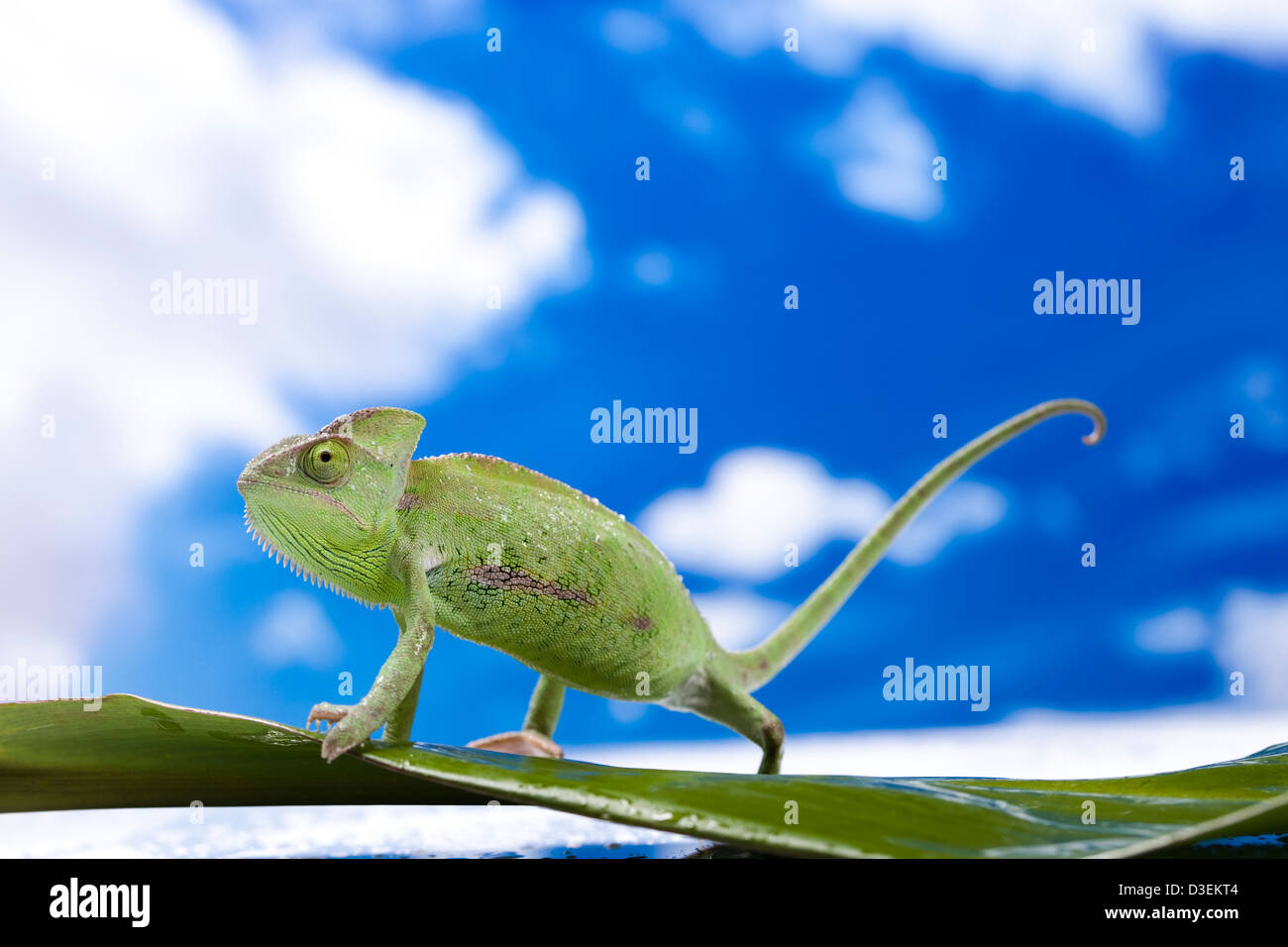 Chameleon on blue sky background Stock Photo
