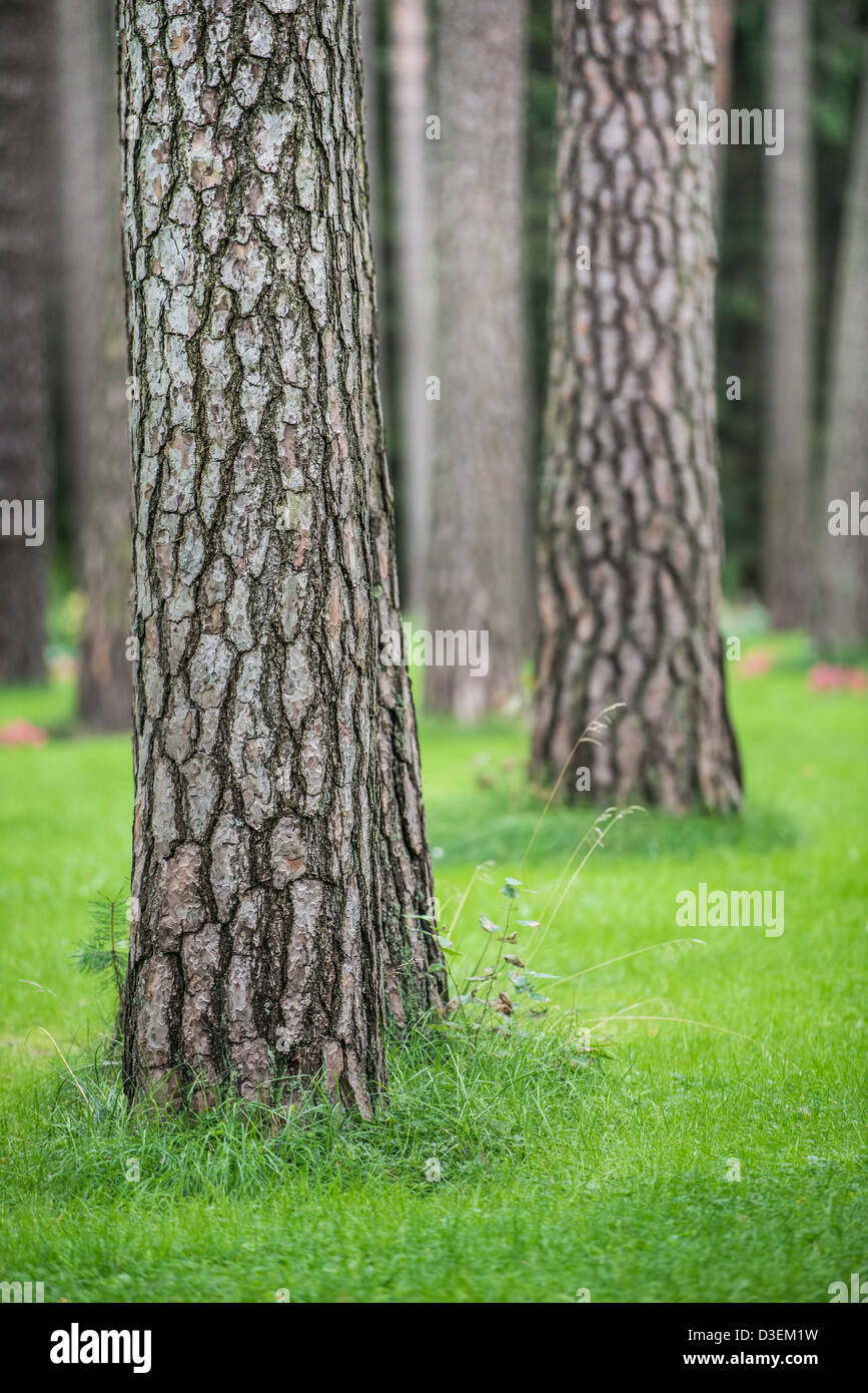 Grass tree hires stock photography and images Alamy