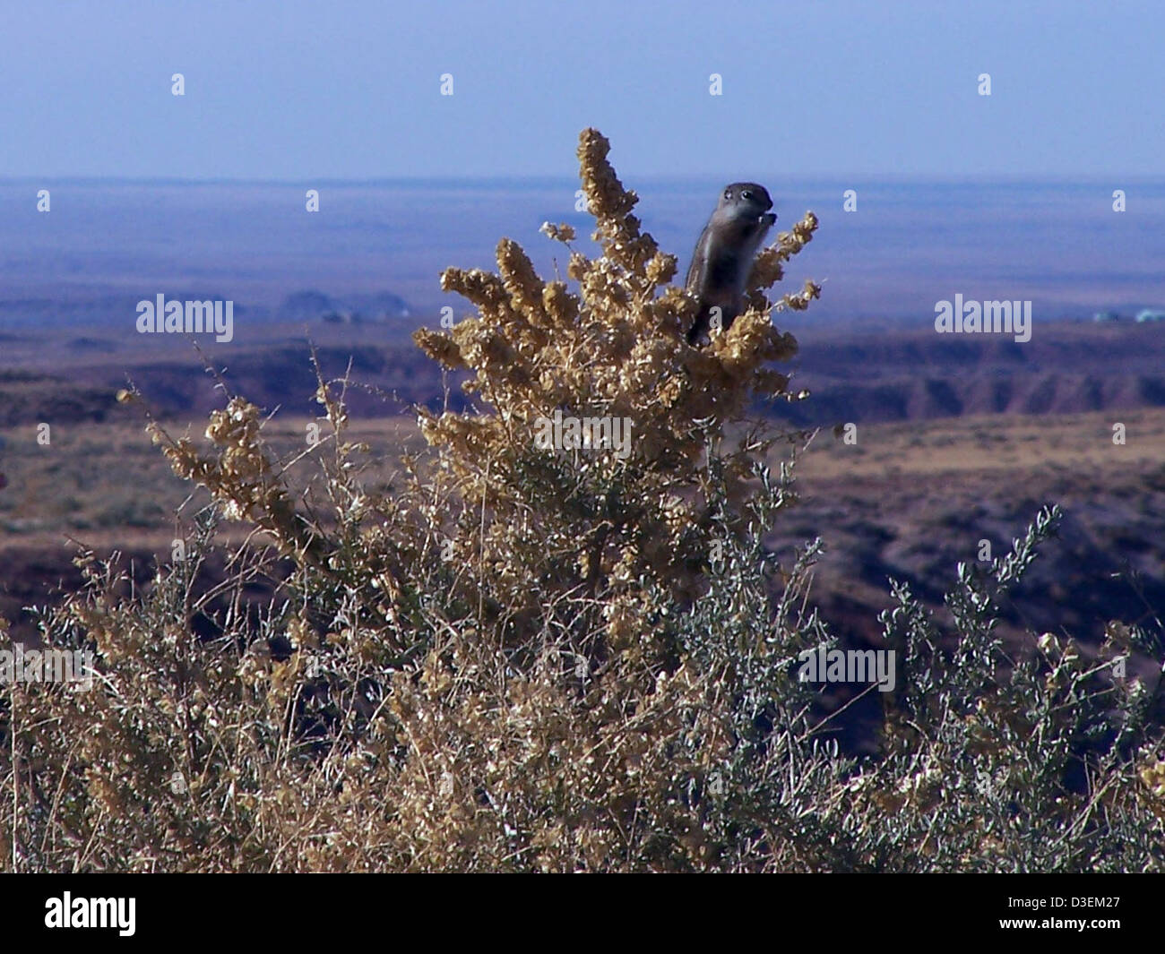 Petrified Forest National Park is home to diverse wildlife, including ...