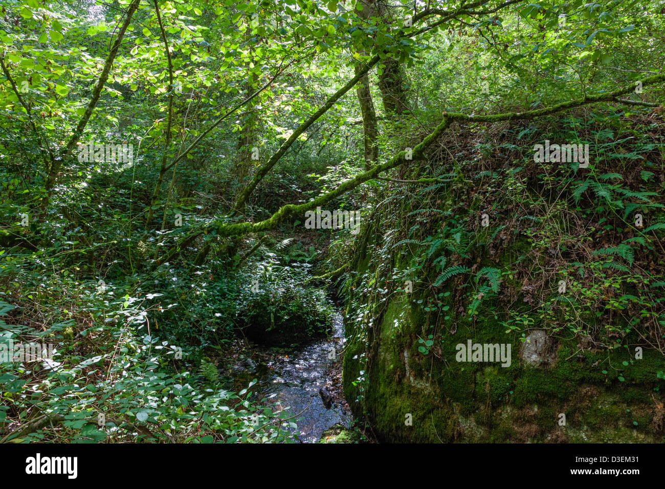 Woodland stream on Lusteigh Cleave, Devon, UK Stock Photo - Alamy