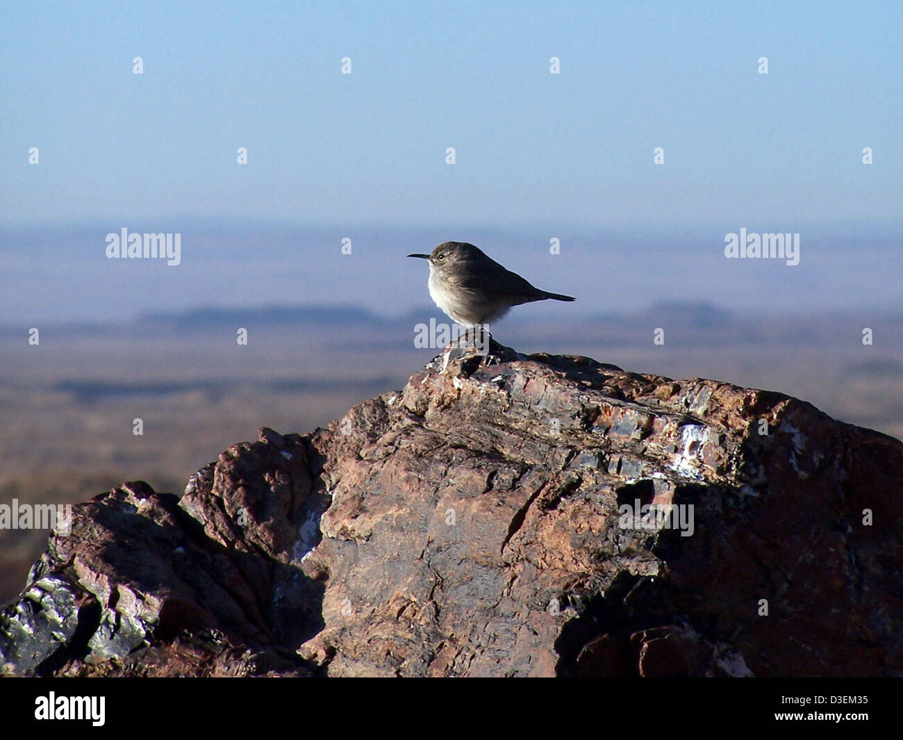 Petrified Forest National Park is home to a variety of wildlife ...