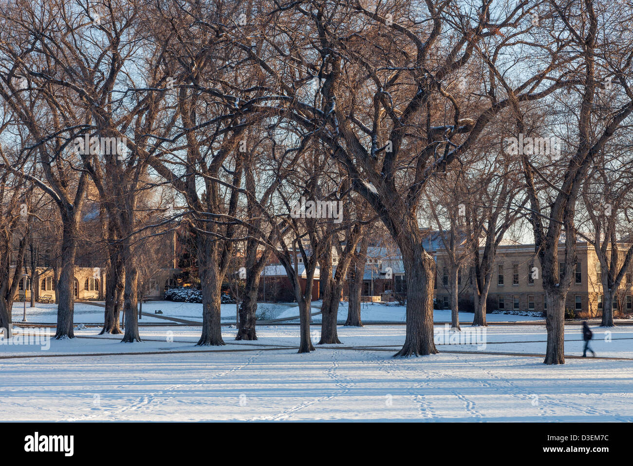 Alley of old elm trees - historical Oval at Colorado State University campus, Fort Collins, winter morning Stock Photo