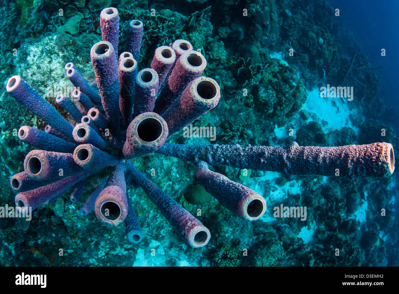 Diver in the crystal clear Caribbean waters of Curacao Stock Photo