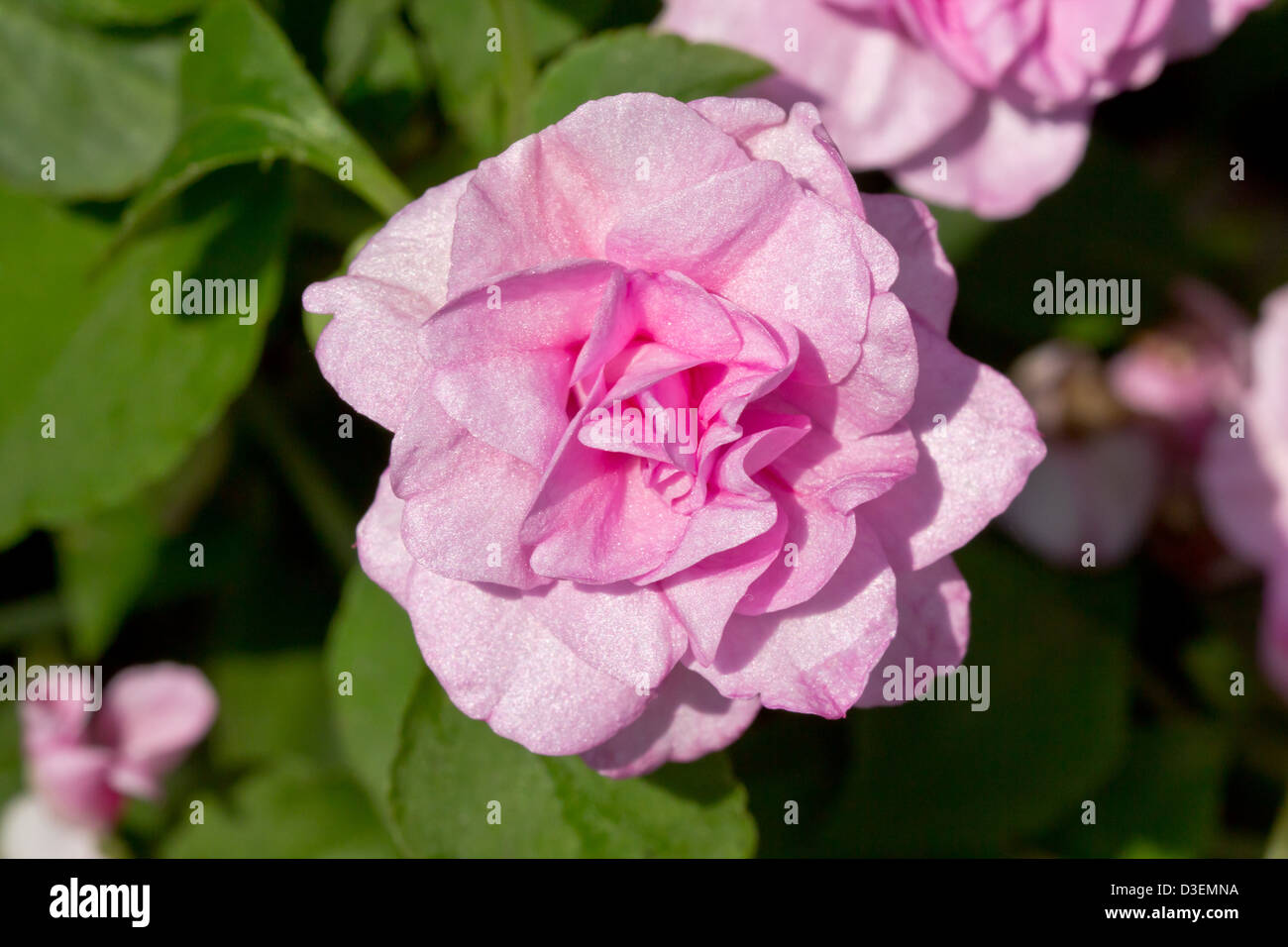 Pink Fairy Rose, Pink Polyantha Rose or Pink Sweetheart Rose in the Garden. Stock Photo