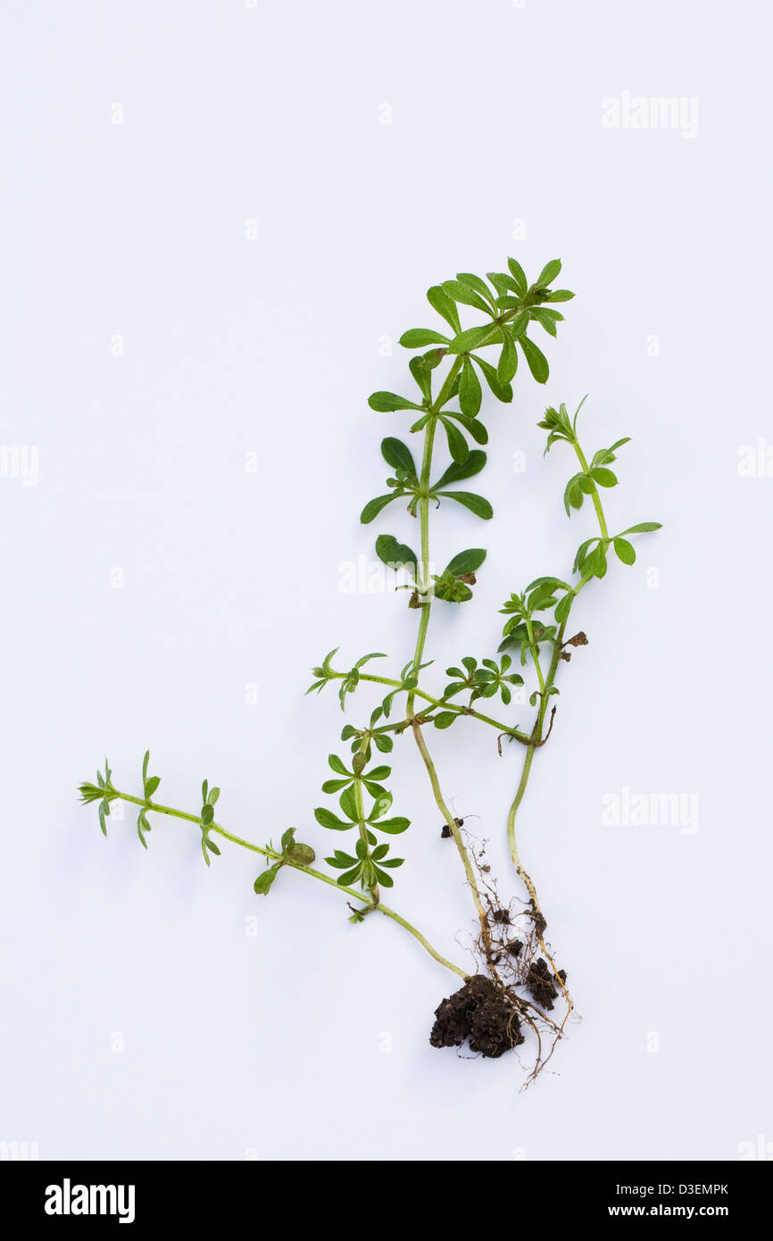Galium aparine. Newly germinated cleaver plants on a white background. Stock Photo