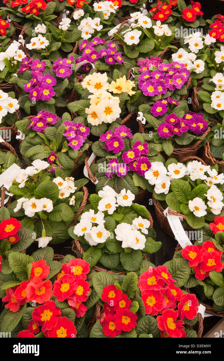 Brightly coloured garden flowers hi-res stock photography and images ...