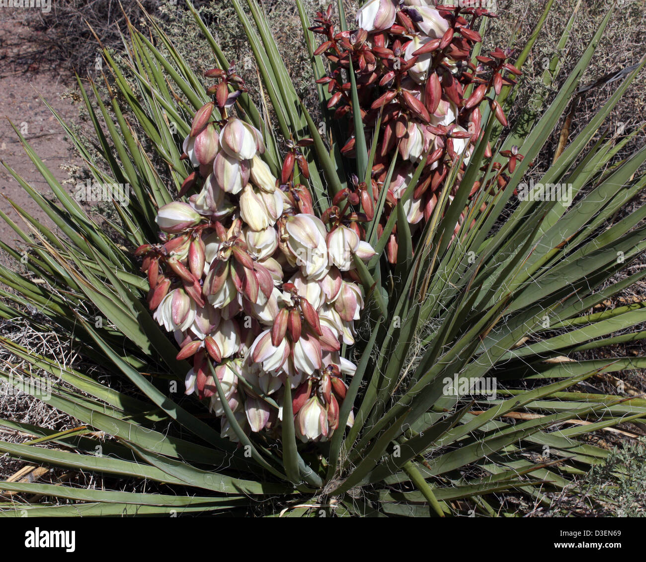 Yucca baccata banana yucca Stock Photo Alamy