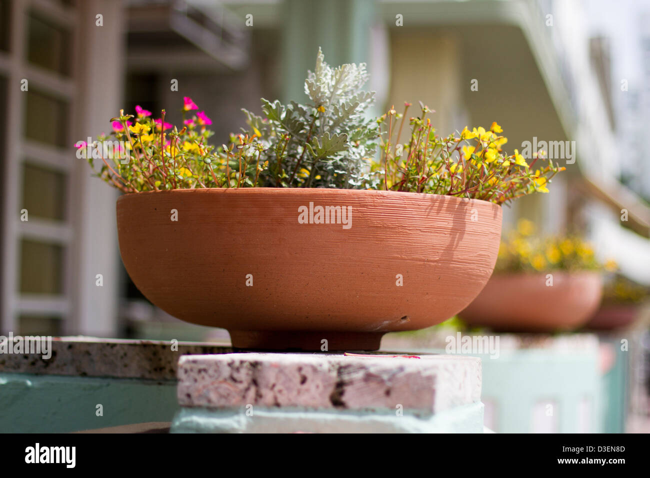 Potted plants on front porch Stock Photo Alamy