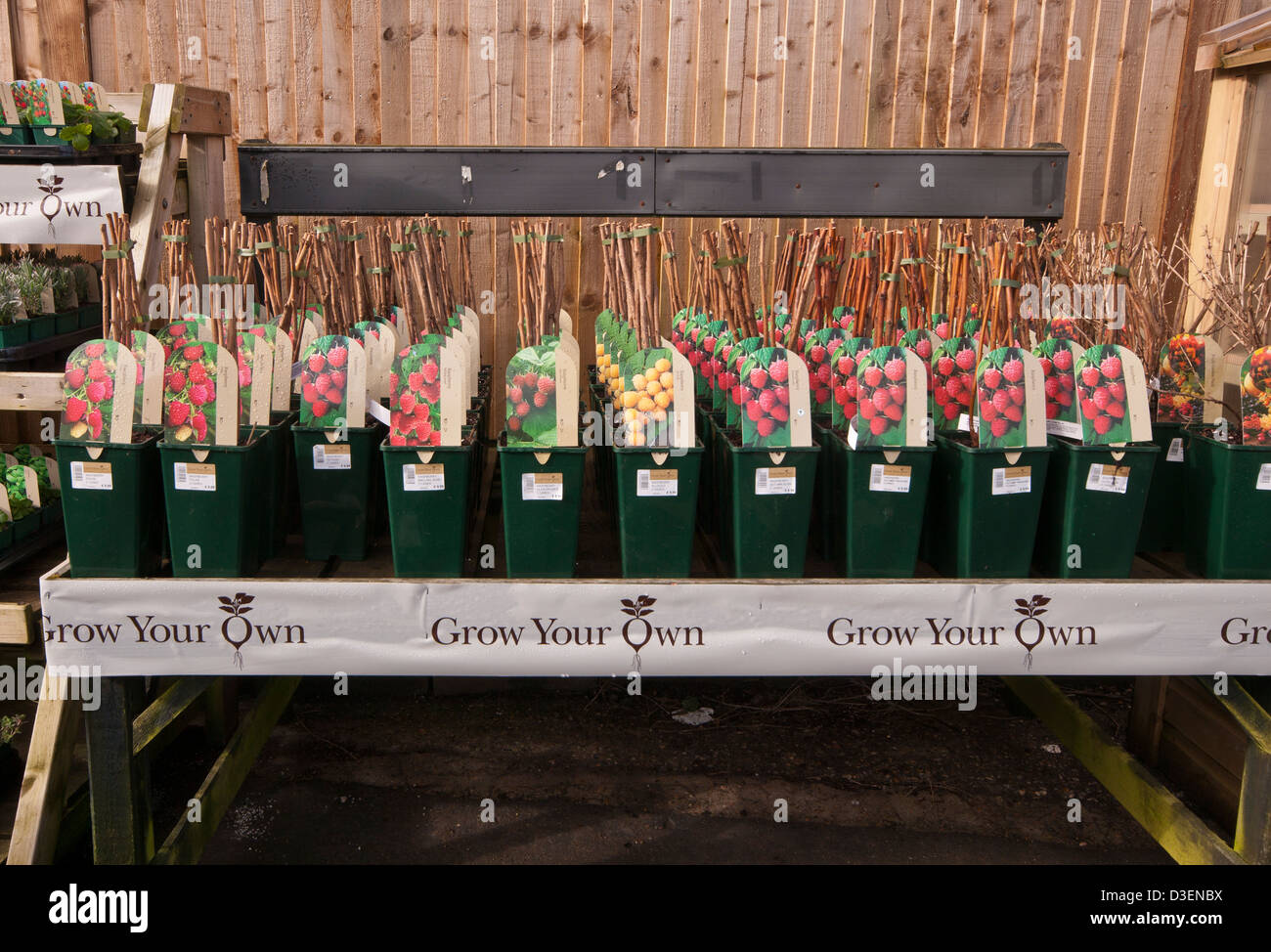Garden Centre Display Of Potted Soft Fruit Canes For Sale Stock Photo