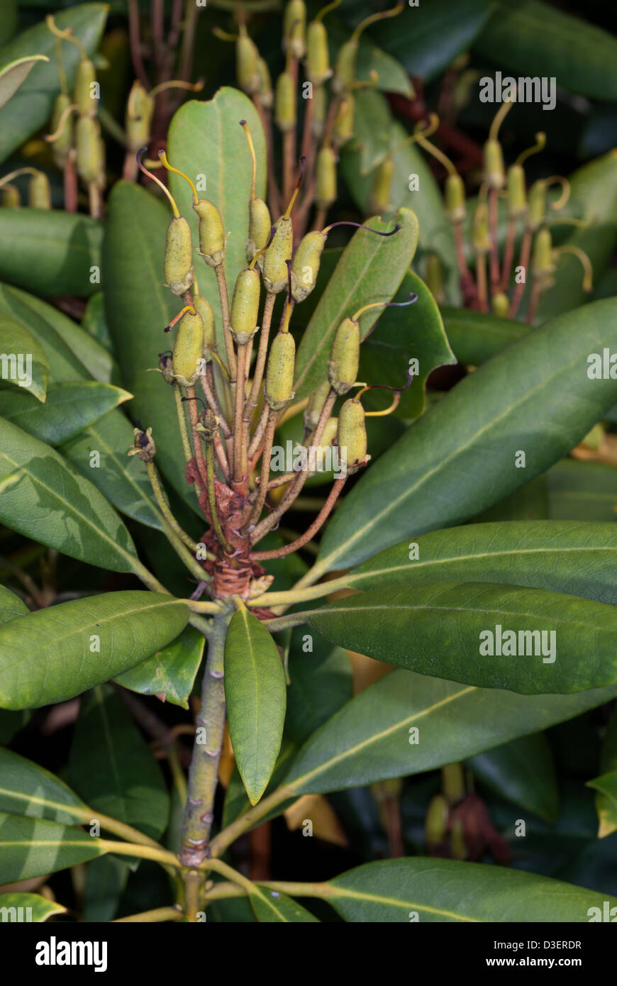 Rhododendron branch after flowering Stock Photo