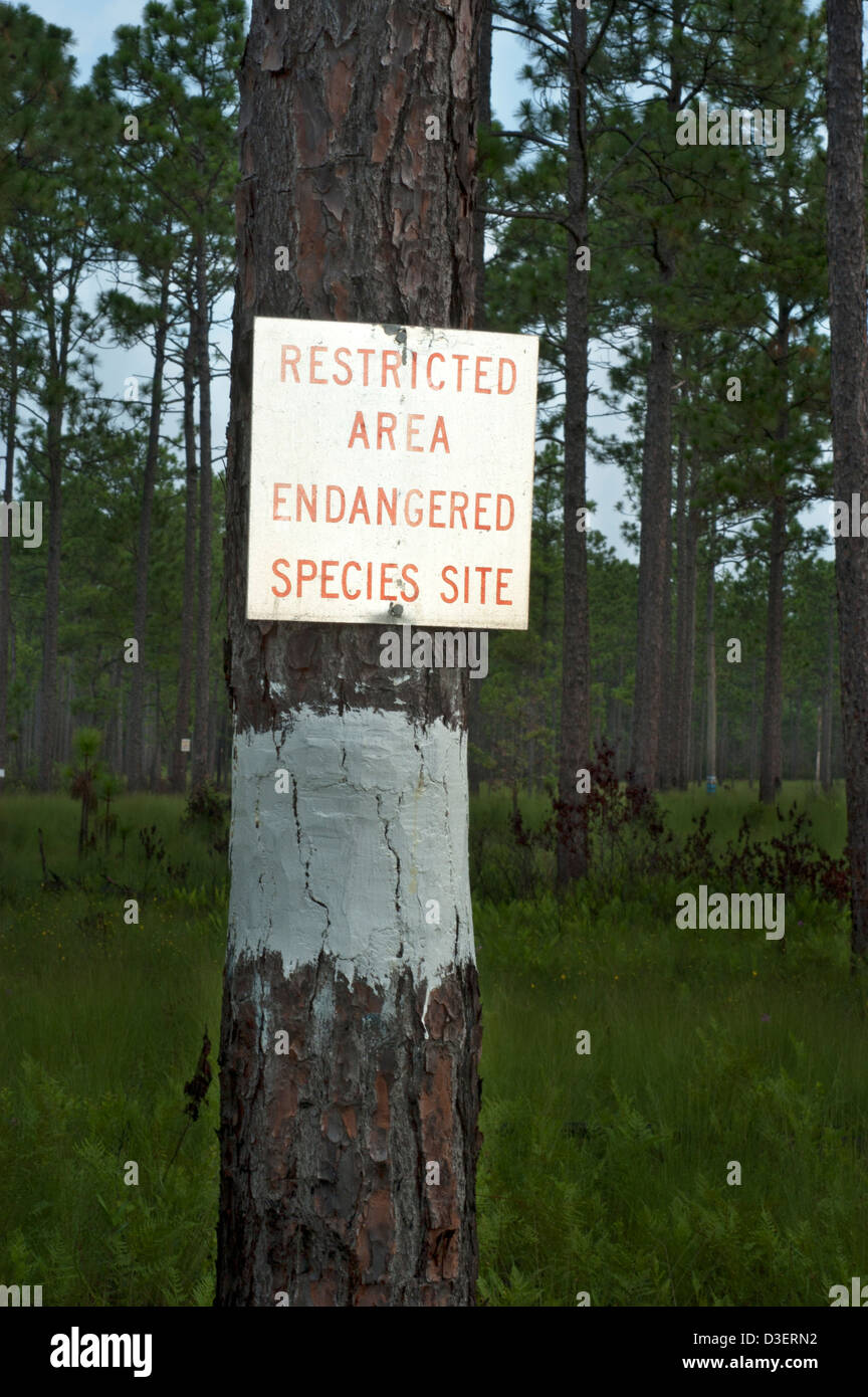 Sign in a North Carolina forest indicating a restricted area protecting the endangered species of red cockaded woodpeckers Stock Photo