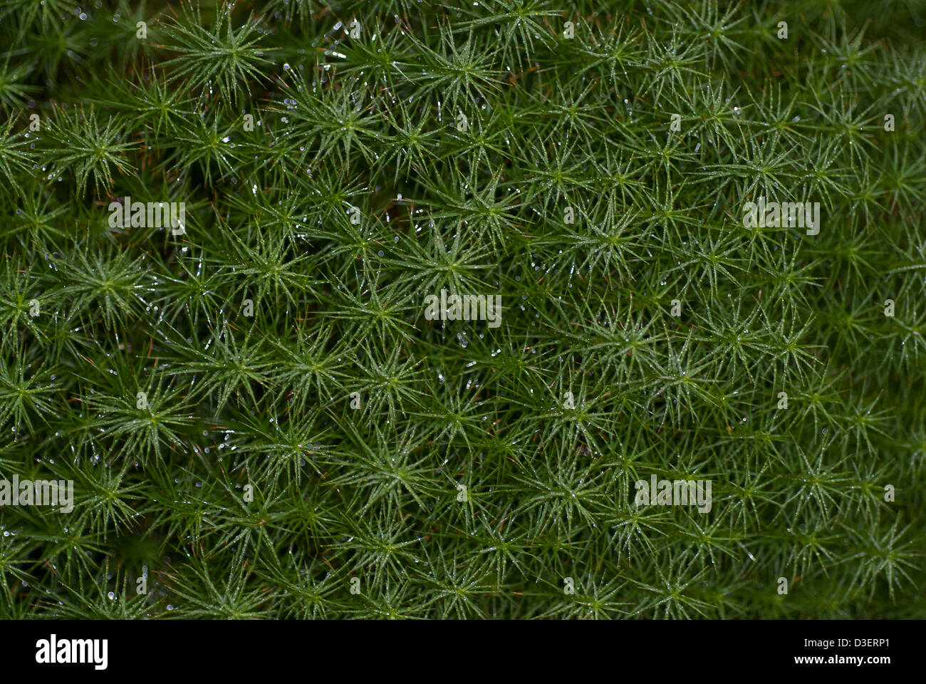 Moss hi-res stock photography and images - Alamy