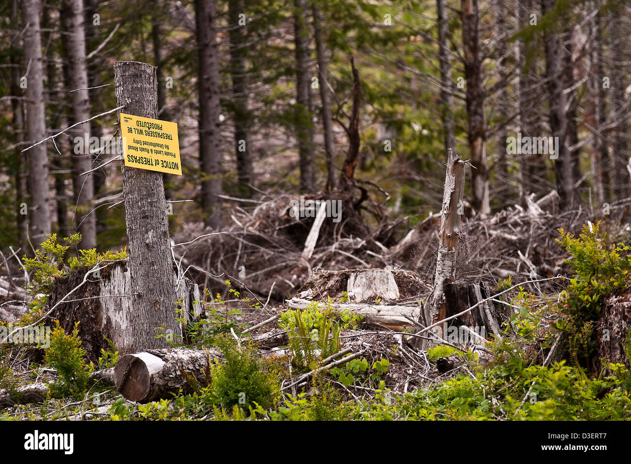 Warning sign in a plot of forest that is used for wood production as a ...