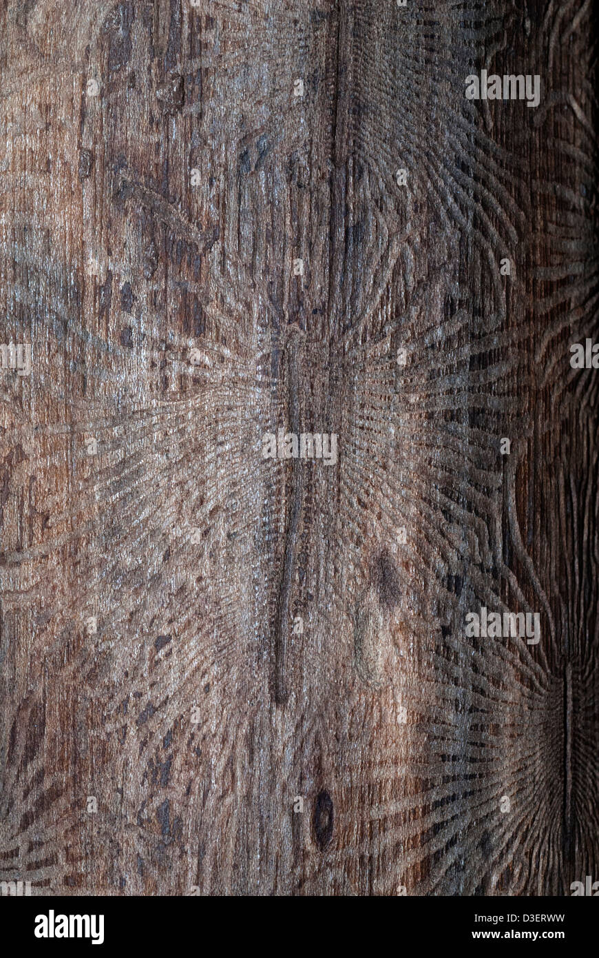elm log showing pattern of borings made by the elm bark beetle, Scolytus Stock Photo