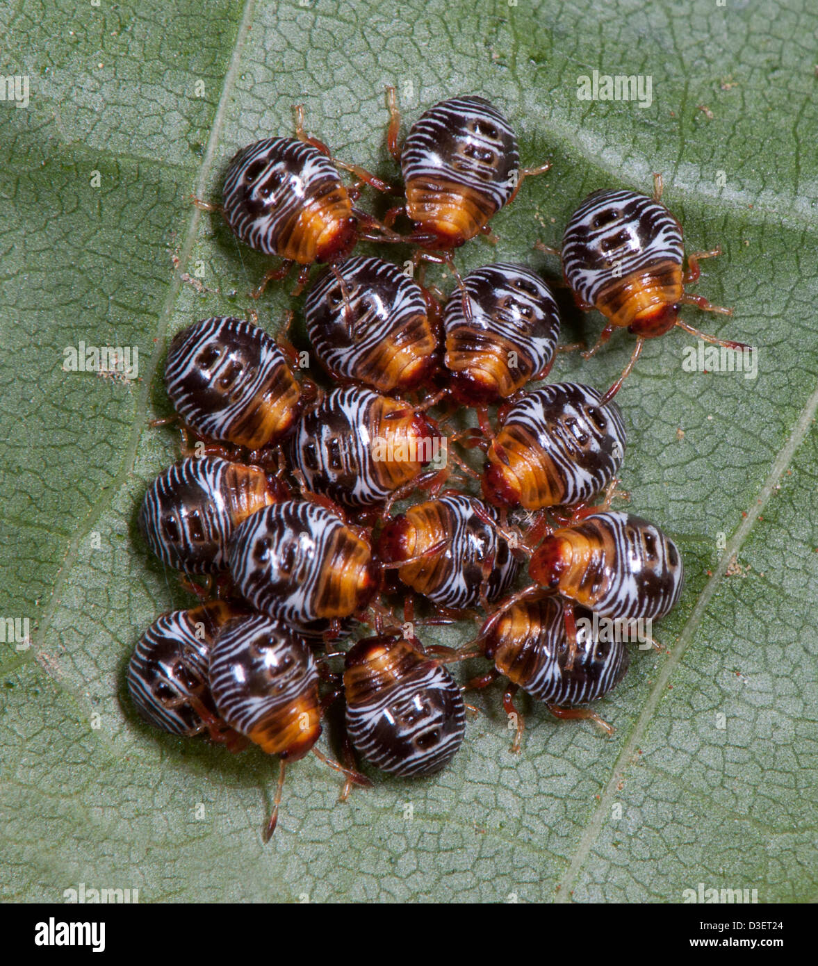 newly hatched pentatomid stink bugs Stock Photo Alamy