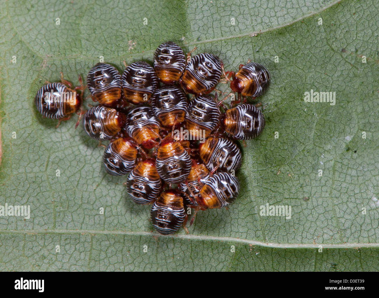 newly hatched pentatomid stink bugs Stock Photo Alamy