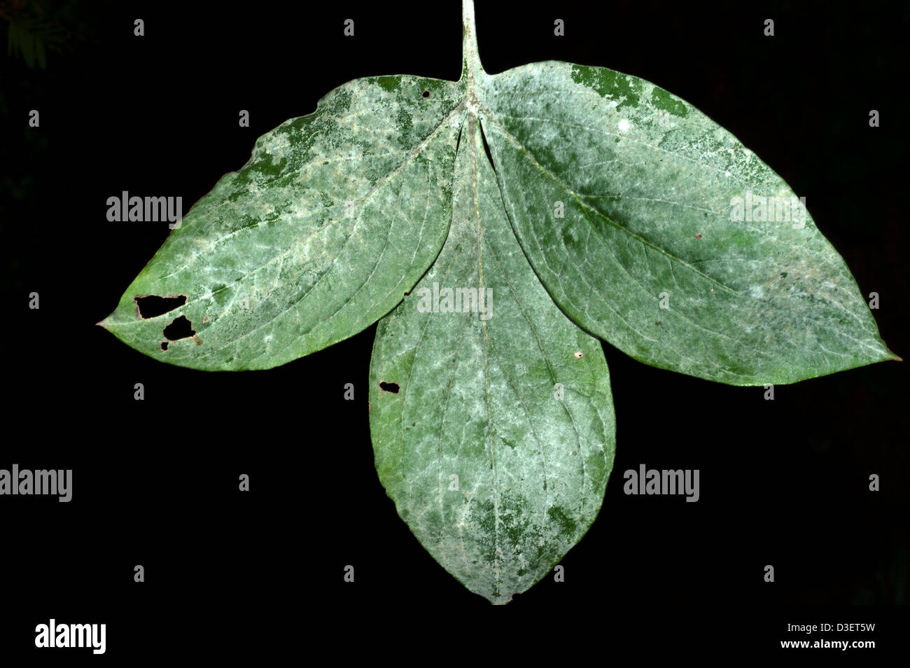 powdery mildew on peony leaves Stock Photo Alamy