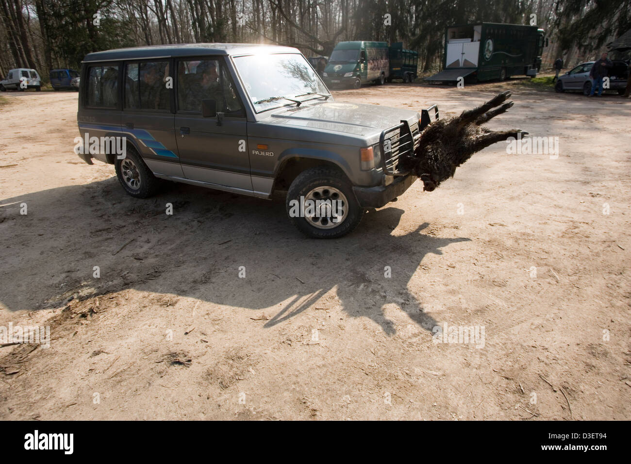 The body of the wild boar is loaded onto one of the Vautrait de Banassat's 4x4's to be washed. Stock Photo