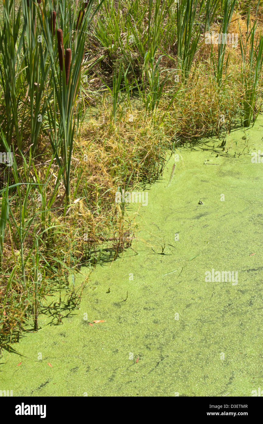Pond Nitrates Nitrates and phosphates hi-res stock photography and images - Alamy