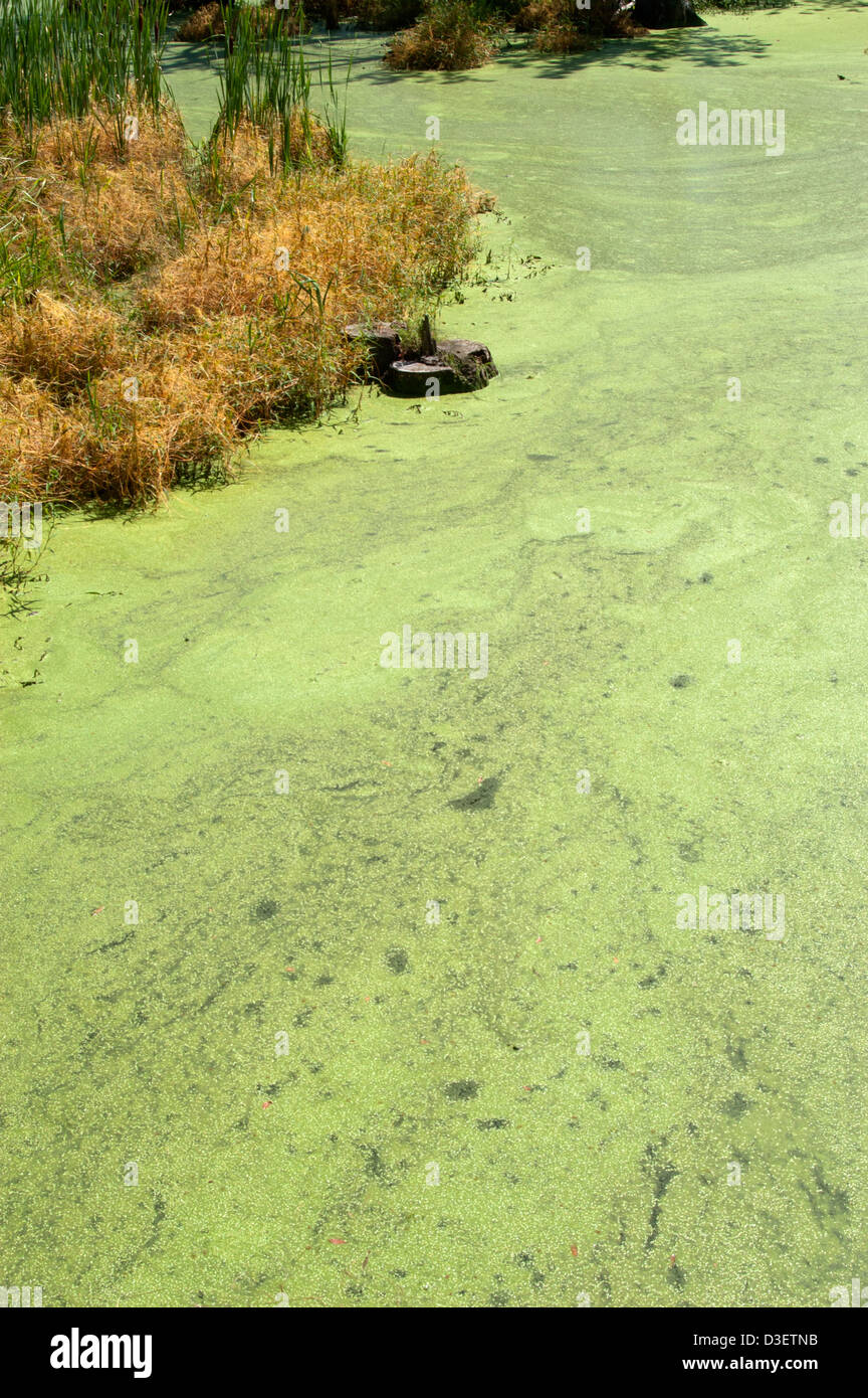 Pond Nitrates Nitrates and phosphates hi-res stock photography and images - Alamy