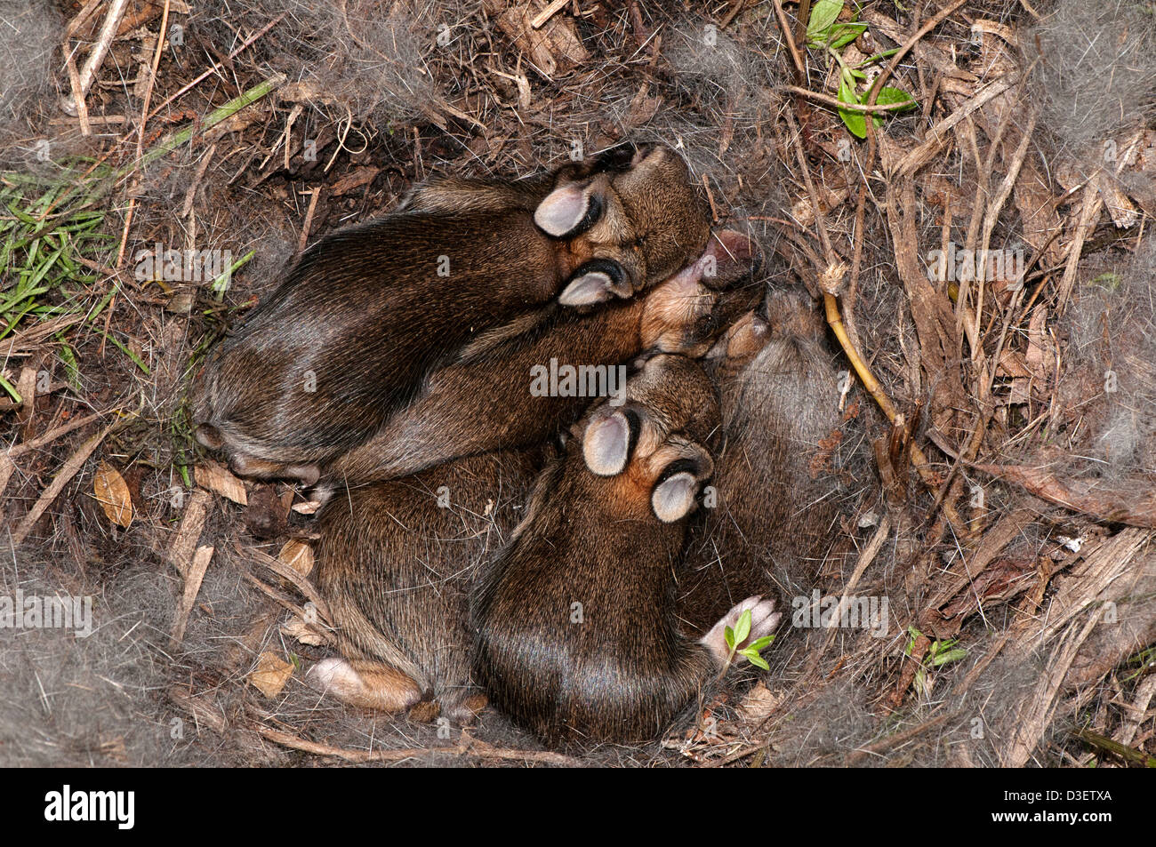 Nest of the eastern cottontail rabbit, Sylvilagus floridanus with several young rabbits Stock