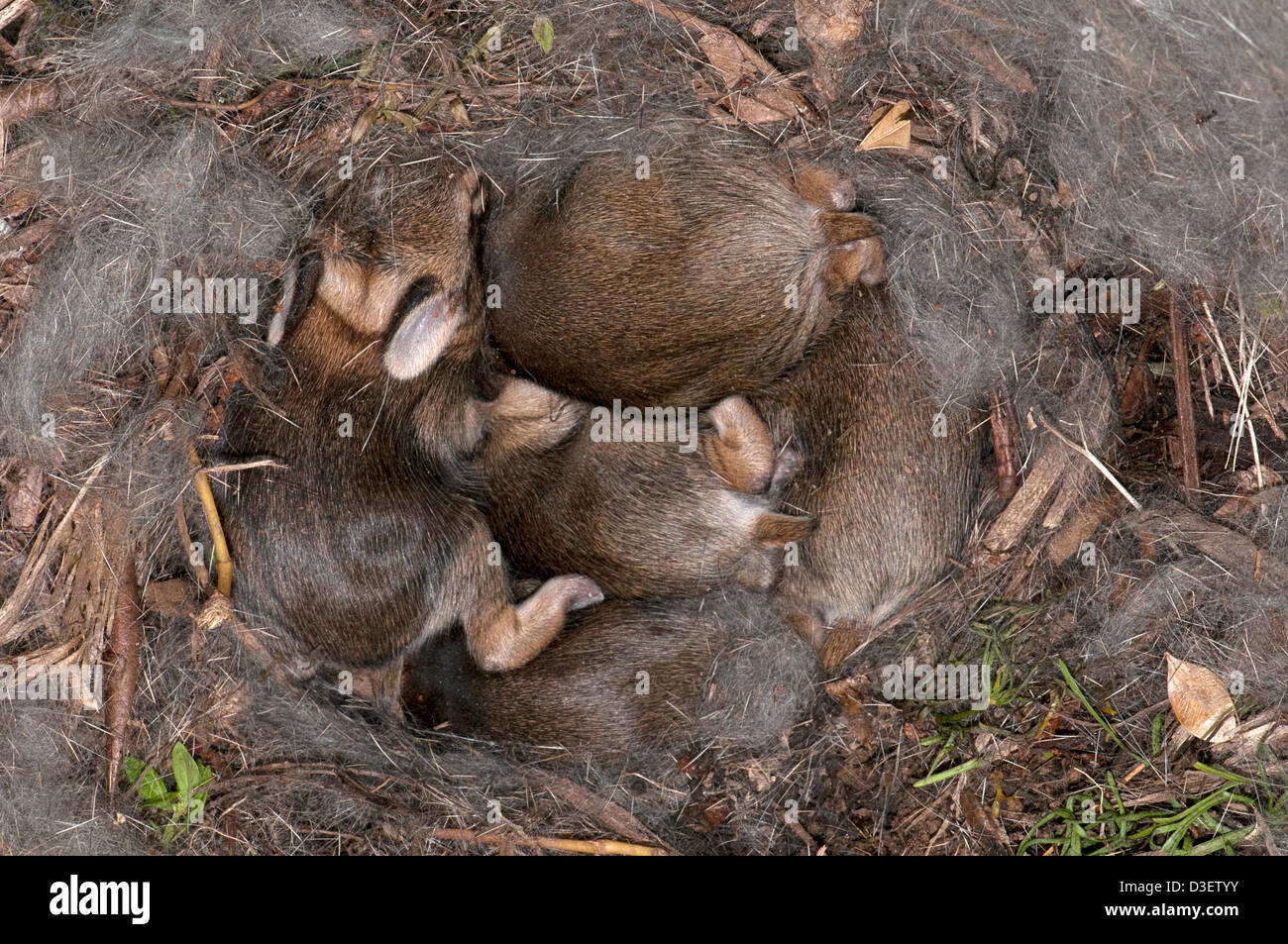 Nest of the eastern cottontail rabbit, Sylvilagus floridanus with several young rabbits Stock
