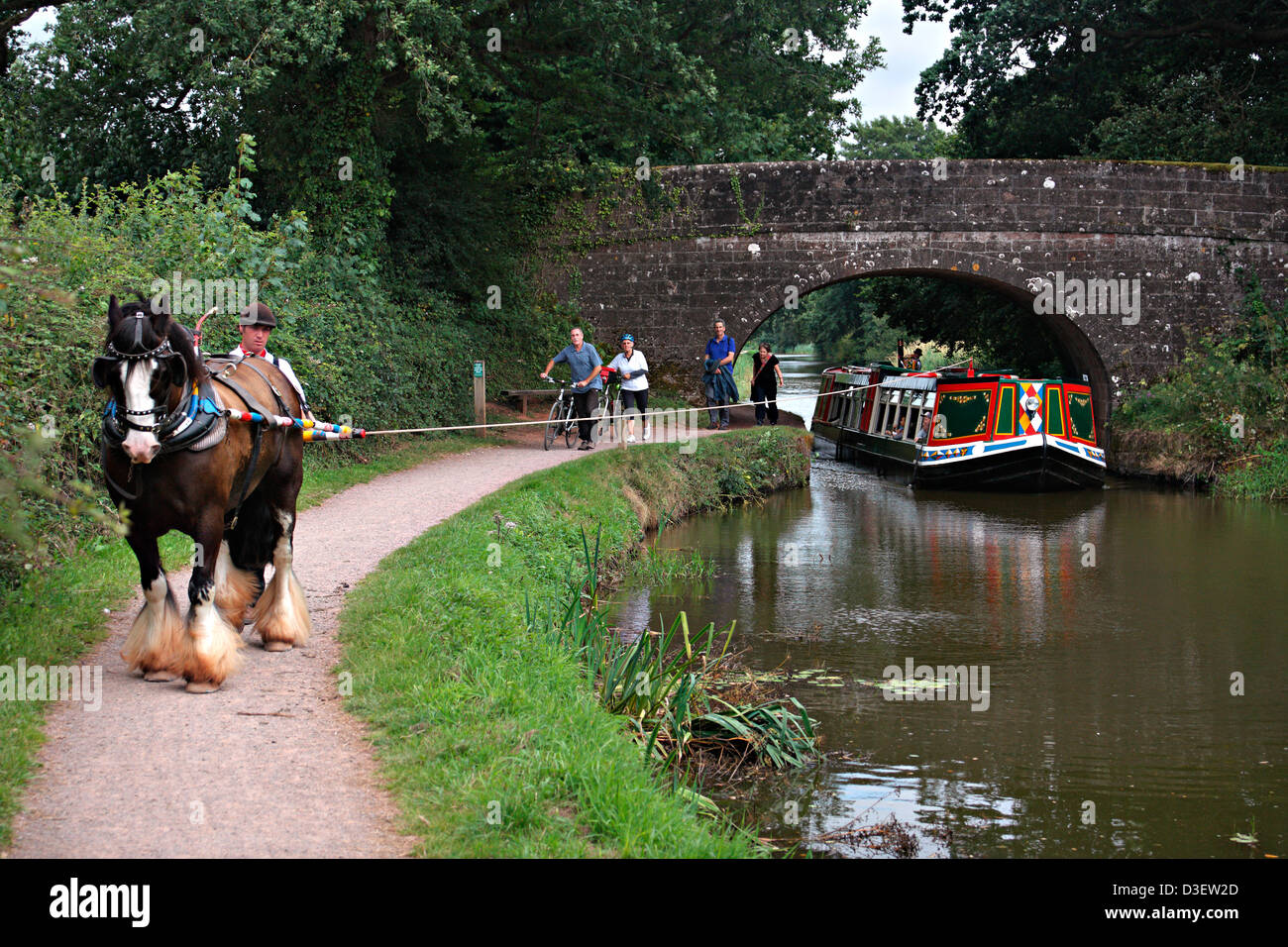 Grand Western Canal Taffy pulling the horse drawn barge and being led