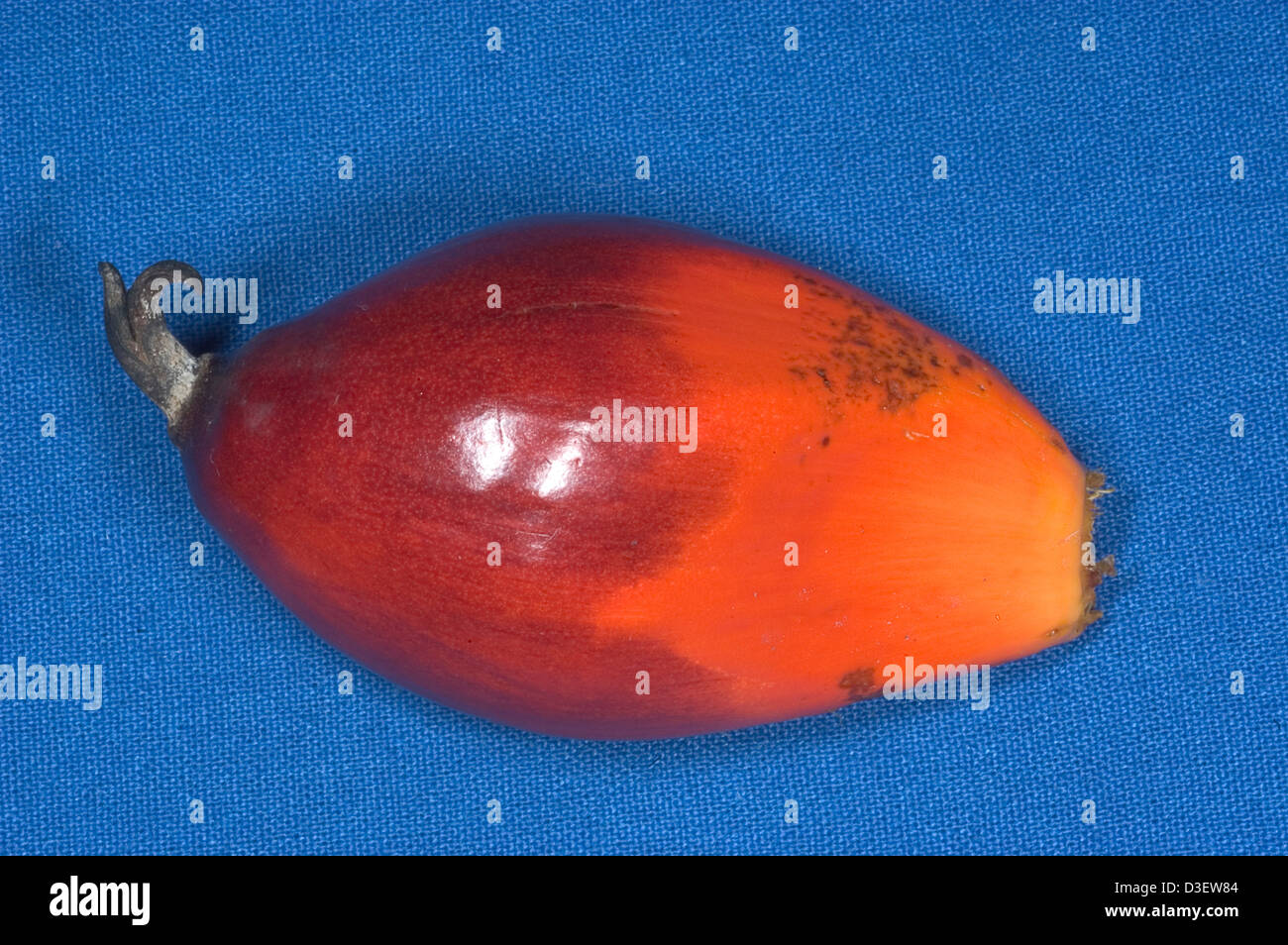 African oil palm fruit Stock Photo Alamy