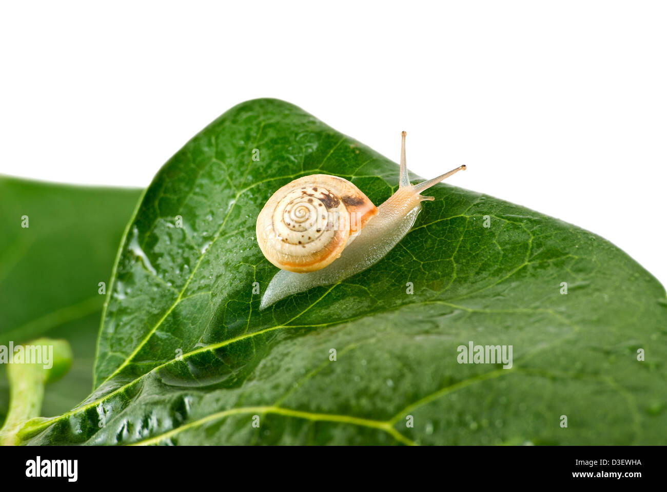 The snail crawl on green Stock Photo