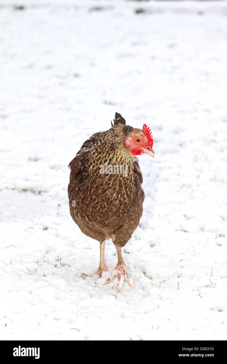 bluebell chicken walking in the winter snow Stock Photo Alamy