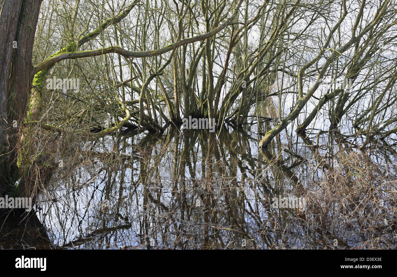 Reflection of trees in the water at Draycote Water, Dunchurch Stock Photo