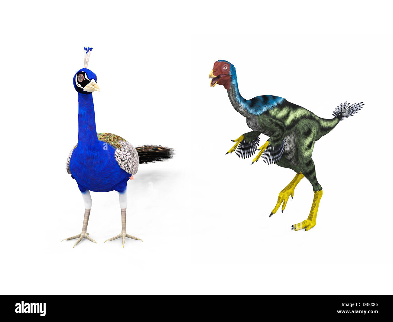 A Caudipteryx compared to a modern adult peacock. Stock Photo