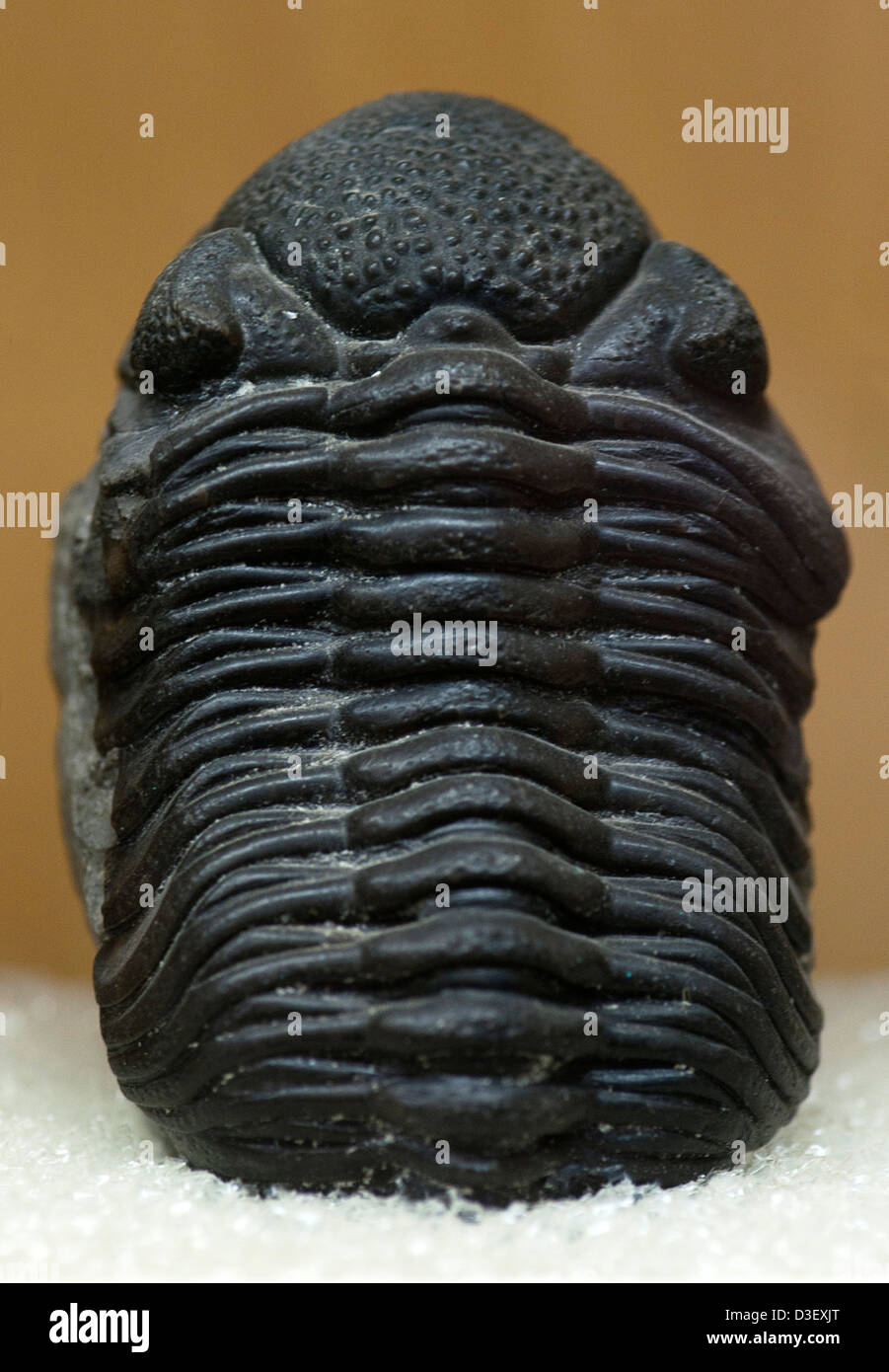 trilobite fossil Stock Photo