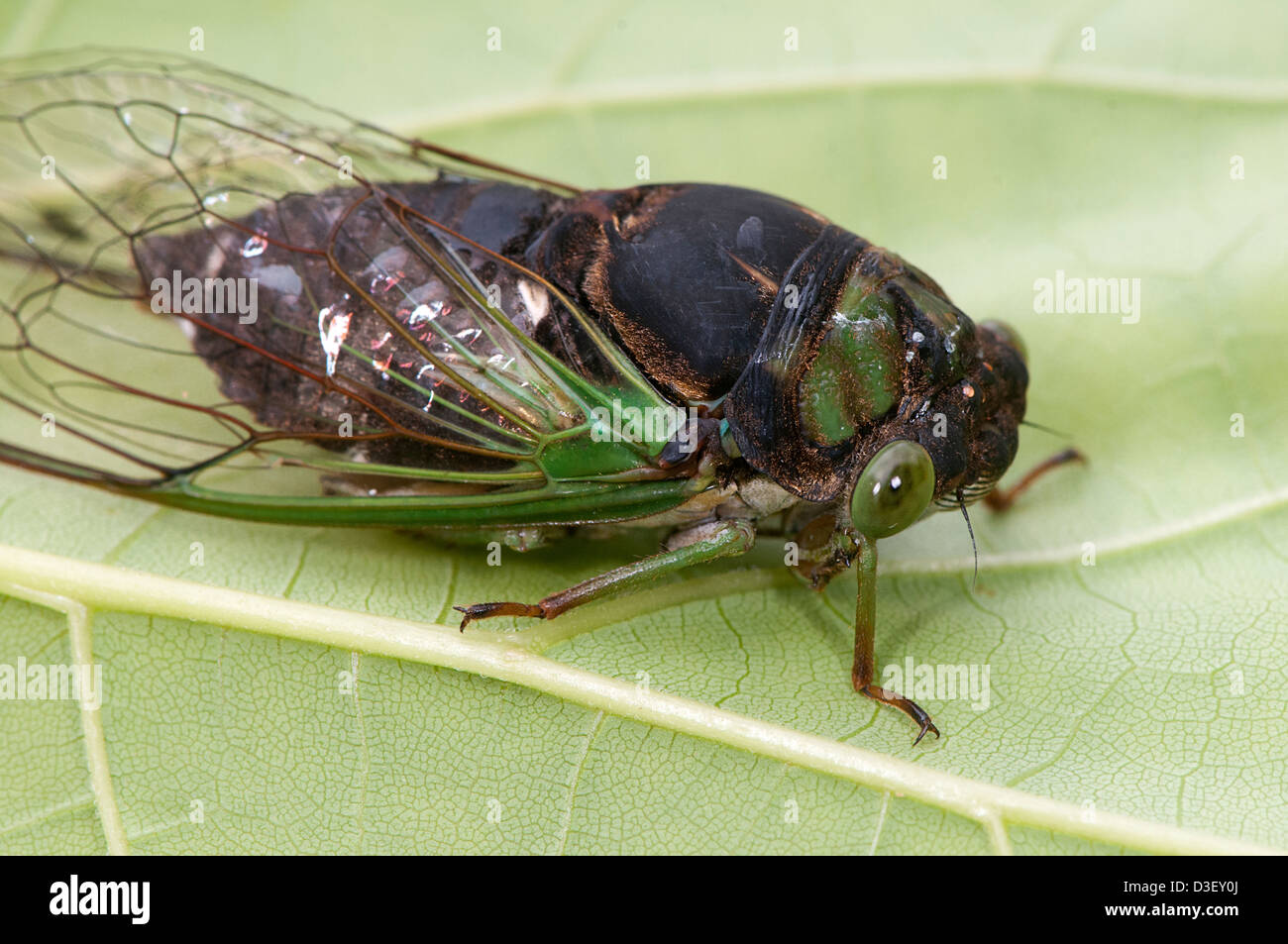 Closeup view of the Green Annual Cicada Stock Photo