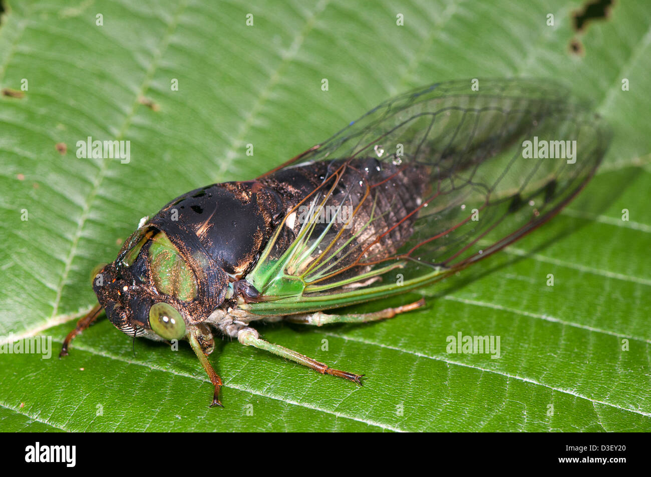 Closeup view of the Green Annual Cicada Stock Photo