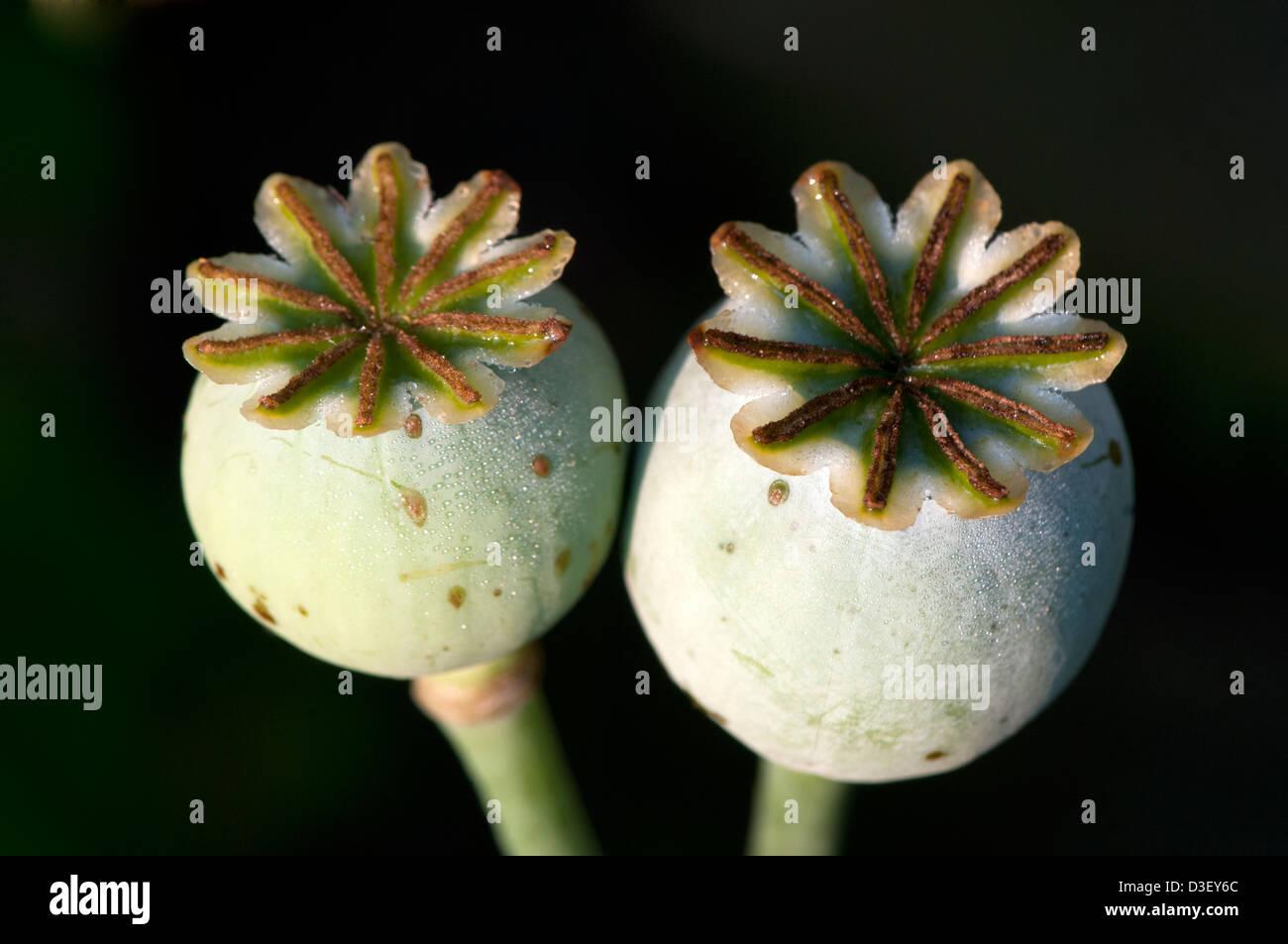 opium poppy pod Stock Photo - Alamy