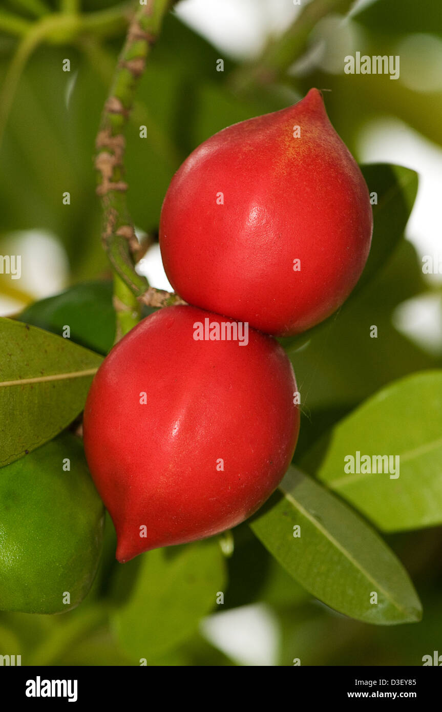 Fruit of Ochrosia elliptica Stock Photo