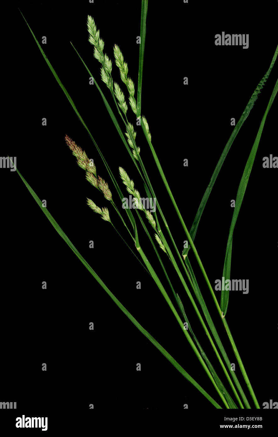 orchard grass, Dactylis glomerata Stock Photo