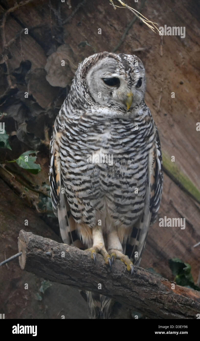 Chaco Owl Stock Photo