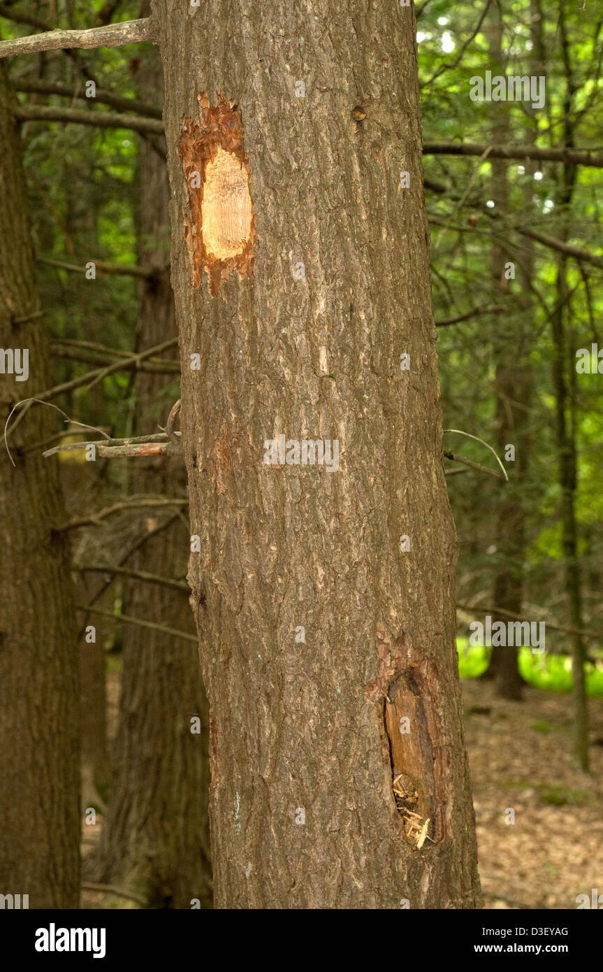 Holes in eastern hemlock tree made by the pileated Woodpecker Stock Photo