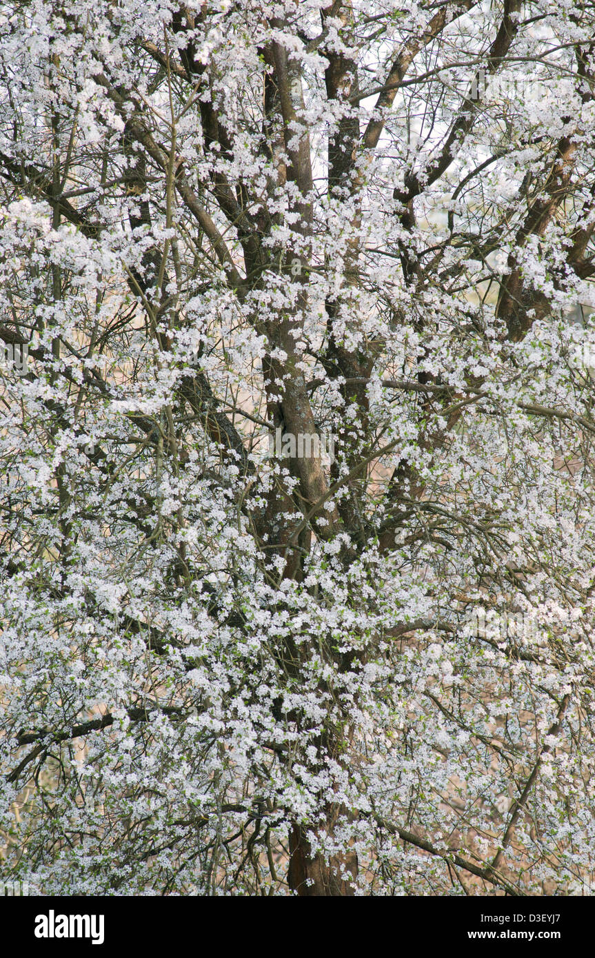 Prunus cerasifera myrobalan hi-res stock photography and images - Alamy
