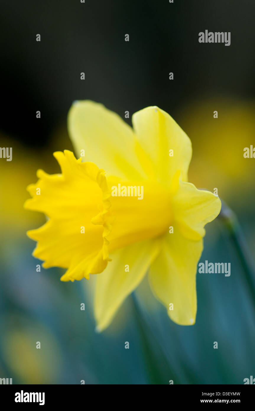 NARCISSUS KING ALFRED Stock Photo