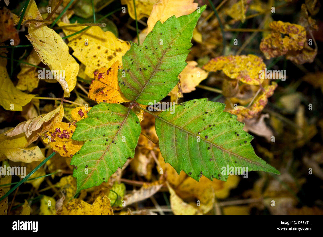 Poison ivy poison hires stock photography and images Alamy